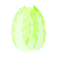 白菜。フラットなベクターイラスト。
Chinese cabbage. Flat designed vector illustration.