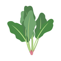 ホウレンソウ。フラットなベクターイラスト。
Spinach. Flat designed vector illustration.
