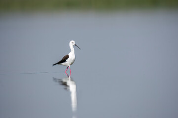 A black winged stilt wading through the marshy lands inside Nalsarovar bird sanctuary in Gujarat, India