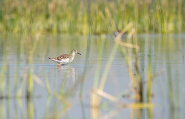 A Ruff wading through the marshy waters of Nalsarovar in Gujarat during a boating inside the lake