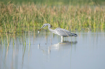 A grey heron catching fish in shallow waters of Nalsarovar bird sanctuary on the outskirts of...