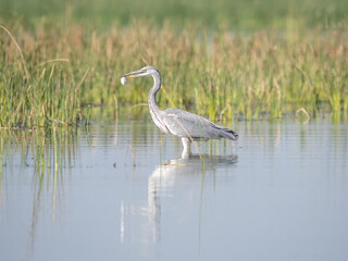 A grey heron catching fish in shallow waters of Nalsarovar bird sanctuary on the outskirts of Ahmedabad in Gujarat