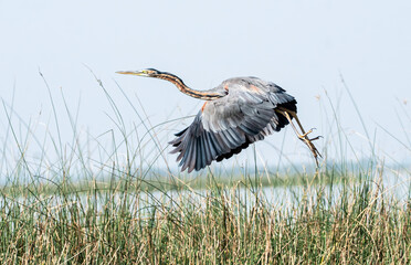 A purple heron taking off from reeds in the marshy land inside Nalsarovar Bird Sanctuary during a boating inside the sanctuary