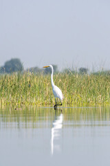 A great egret wading through shallow marshy waters of Nalsarovar bird sanctuary in Gujarat, India