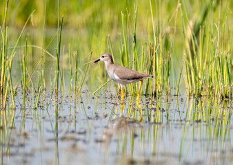 A white-tailed lapwing wading through shallow waters of lake nalsarovar in Gujarat