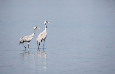 A common crane feeding in the marshy waters of Nalsarovar lake on the outskirts of Ahmedabad
