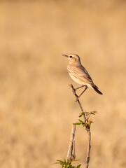 A Desert Wheatear perched on a twig on the outskirts of Nalsarovar in Gujarat