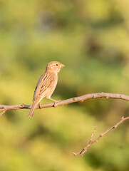 A female house sparrow perched on a branch on the outskirts of Nalsarovar in Gujarat