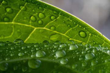 Water droplets on skunk cabbage in early spring