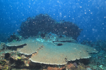 air bubbles underwater background diving in the sea