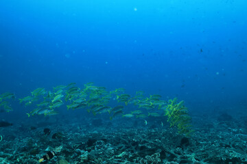 Naklejka na ściany i meble flock of young small school fish under water background ocean