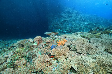Naklejka na ściany i meble texture ocean floor background underwater surface