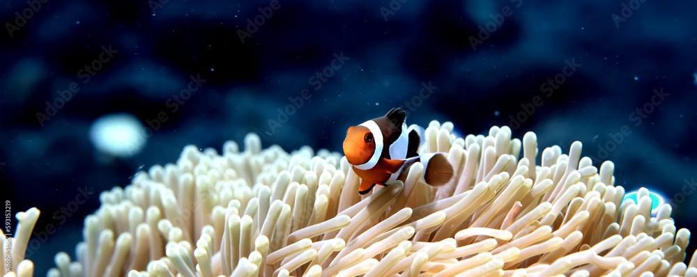 Wall mural small colorful coral fish on the reef underwater tropical wildlife