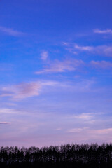 青と薄いピンク色のグラデーションの空の下の森の木々のシルエット