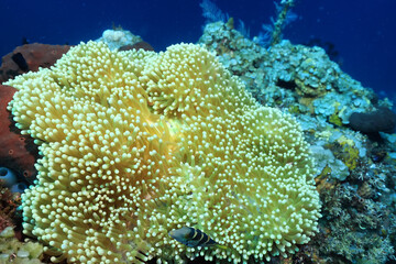 anemone actinia texture underwater reef sea coral