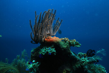 soft coral underwater background reef ocean