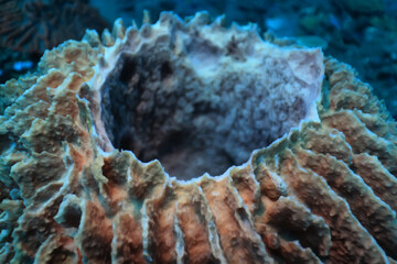 soft coral underwater background reef ocean
