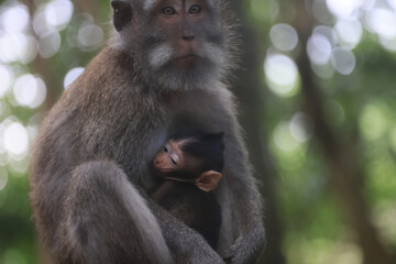 monkey family cleaning grooming wild park