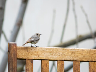 female redstart on a garden bench