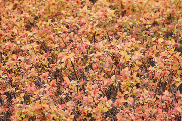 Bushes Spiraea Japanese