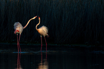 Flamingos at lake in Camargue