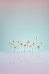 Summer wallpaper. Fine art still life with daisies. Space for text.