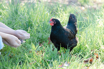 Obraz premium Black free-range chicken being fed out of the hands of children