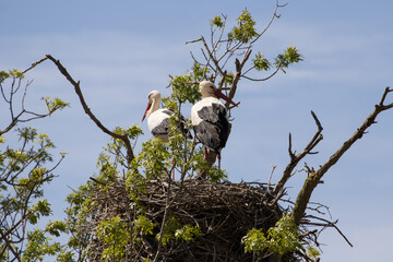 Cig&uuml;e&ntilde;as en els Aiguamolls de l'Empord&agrave;