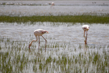 Flamencos en els Aiguamolls de l'Empord&agrave;