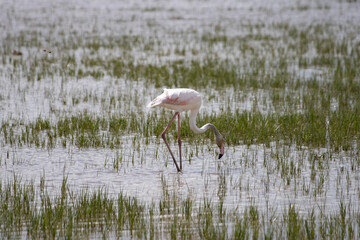 Flamenco en els Aiguamolls de l'Empord&agrave;