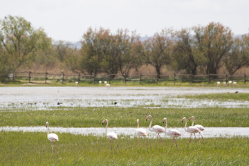 Flamencos en els Aiguamolls de l'Empord&agrave;