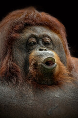 portrait bornean orangutan