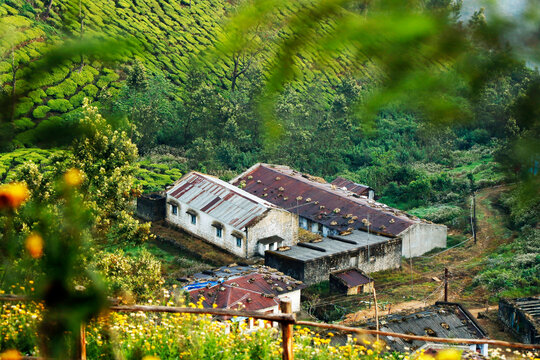 beautiful tea garden farm house  with misty mountain valley in munnar kerala