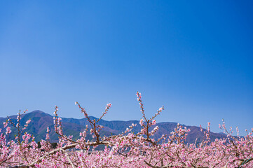 青空に映える桃の花