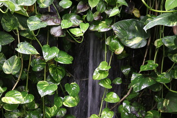 A Mini Waterfall on the Wall Covered with Global Green Pothos Leaves