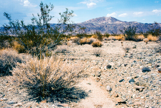 Dry and arid landscape with bushes and hill in the background - analogue photography