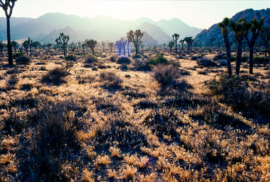 Landscape in Joshua Tree National Park with sunrise against the light - analogue photography