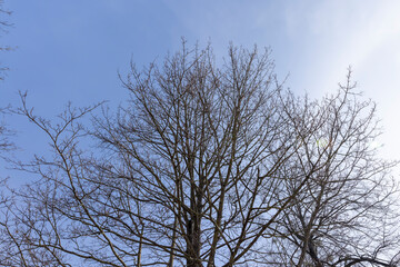 Bare trees in sunny spring weather, bare deciduous trees
