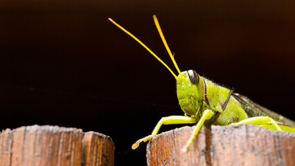 a green grasshopper close up