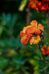 orange poppy flower 