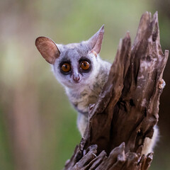 Lesser bushbaby close-up portrait