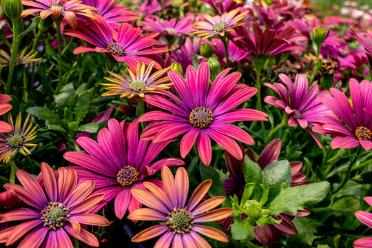 Flowers of pink garden African daisies close-up on a blurred background.