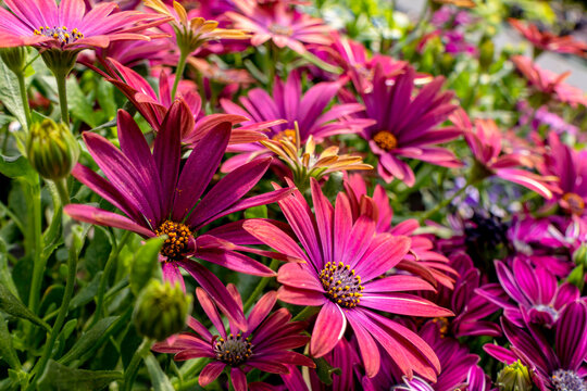 Flowers of pink garden African daisies close-up on a blurred background.