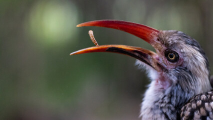 Portrait of a red-billed hornbill