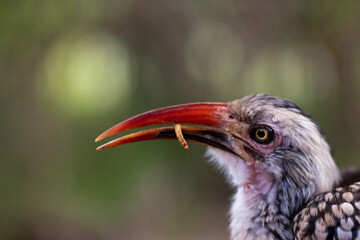 Portrait of a red-billed hornbill