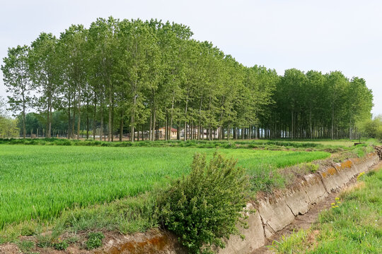Po Valley landscape field cultivation nature natural agriculture farmhouse tree earth