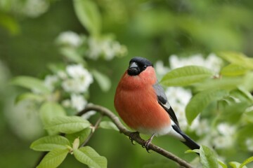 A beautiful buillfinch male  is sitting in the flowering bush.  A red finch sitting on the branch. Pyrrhula pyrrhula