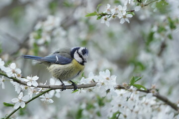 A cute blue tit sitting on the nice flowering twig.  Cyanistes caeruleus