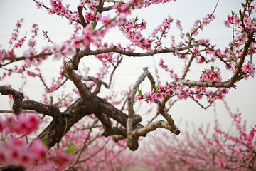 In full bloom in the peach blossom