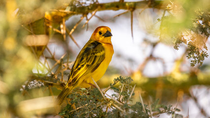Taveta Golden Weaver (Ploceus castaneiceps), Amboseli National Park, Kenya.